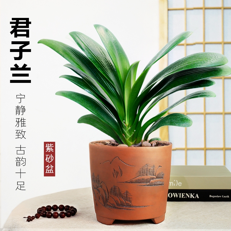长沙花卉租摆——绿植租摆-办公楼摆花-君子兰墨兰盆栽建兰植物室内办公室阳台花卉绿植开业乔迁送礼 - 长沙花卉租摆-新憧憬园艺