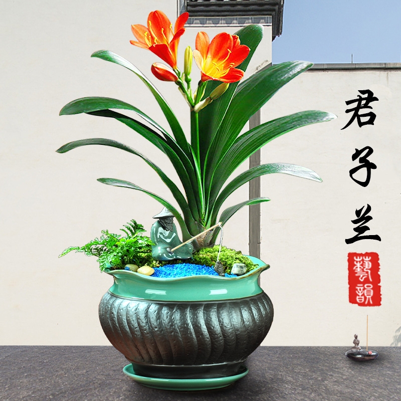 长沙花卉租摆——绿植租摆-办公楼摆花-君子兰墨兰盆栽建兰植物室内办公室阳台花卉绿植开业乔迁送礼 - 长沙花卉租摆-新憧憬园艺