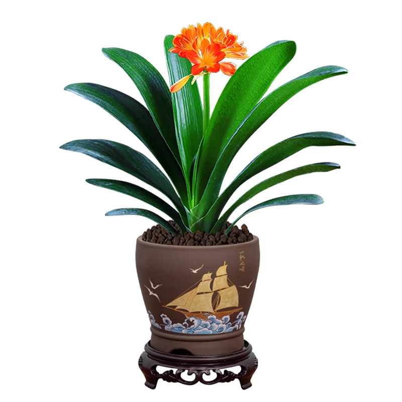 长沙花卉租摆——绿植租摆-办公楼摆花-君子兰墨兰盆栽建兰植物室内办公室阳台花卉绿植开业乔迁送礼 - 长沙花卉租摆-新憧憬园艺