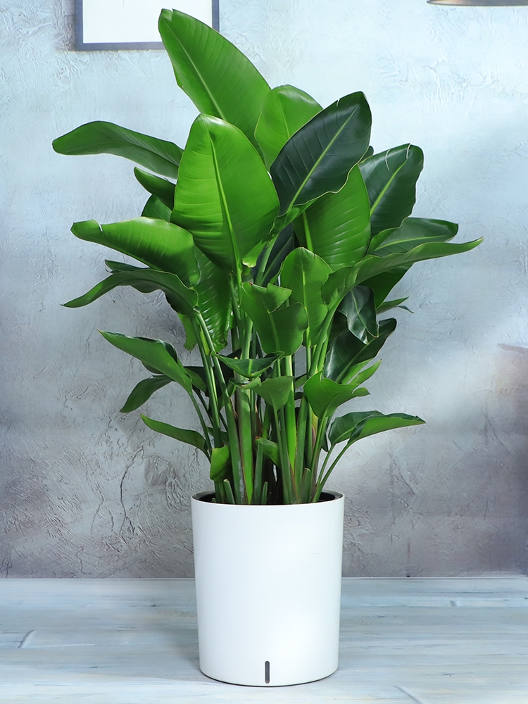 长沙花卉租摆——绿植租摆-办公楼摆花-天堂鸟 - 长沙花卉租摆-新憧憬园艺