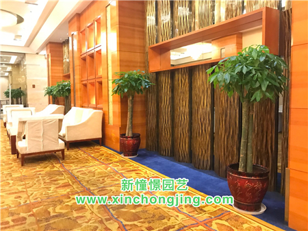 长沙酒店花卉租摆——-世纪金源大饭店 - 长沙花卉租摆-新憧憬园艺