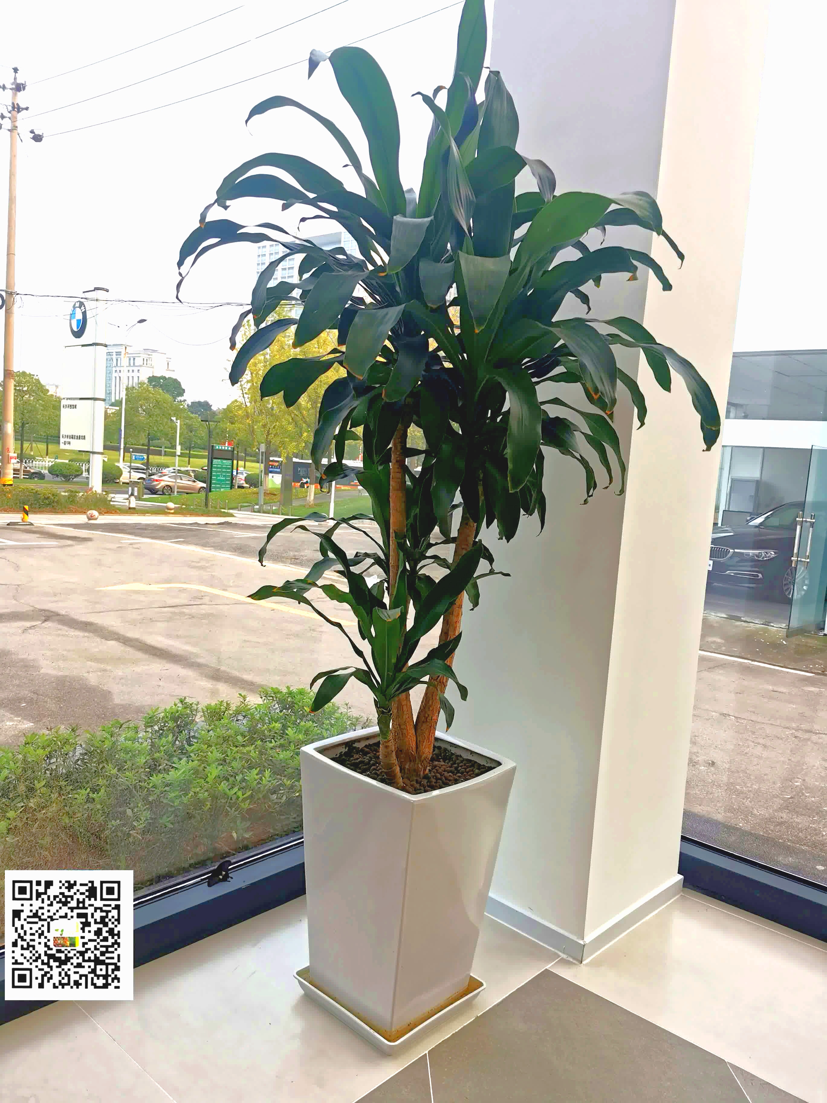 长沙花卉租摆-新憧憬园艺-汽车4S店花卉租摆 - 长沙花卉租摆-新憧憬园艺