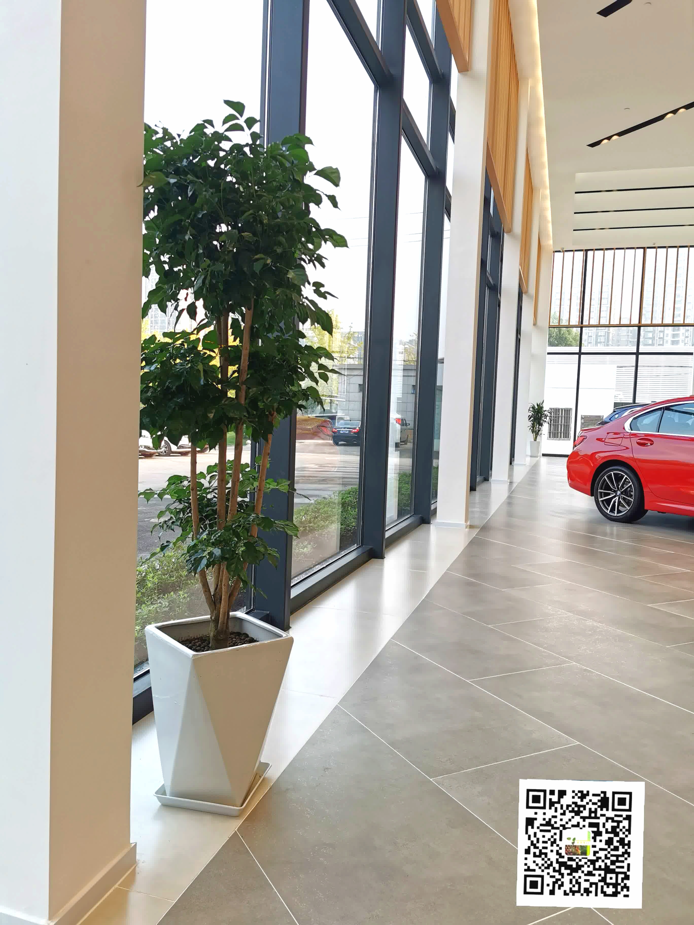 长沙花卉租摆-新憧憬园艺-汽车4S店花卉租摆 - 长沙花卉租摆-新憧憬园艺