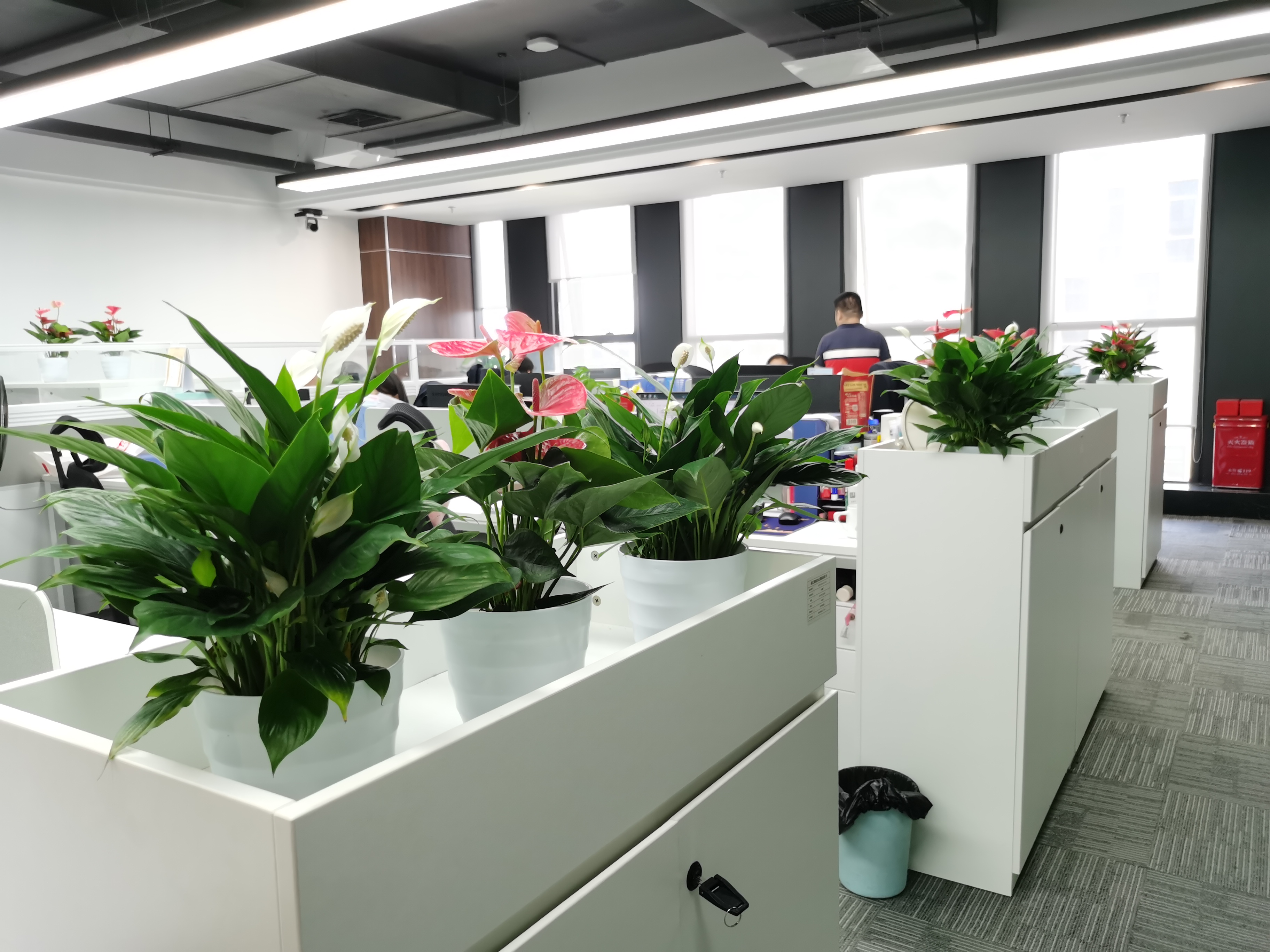 长沙花卉租摆——工业园区摆花-绿植租摆-办公楼摆花-湘江智能 - 长沙花卉租摆-新憧憬园艺