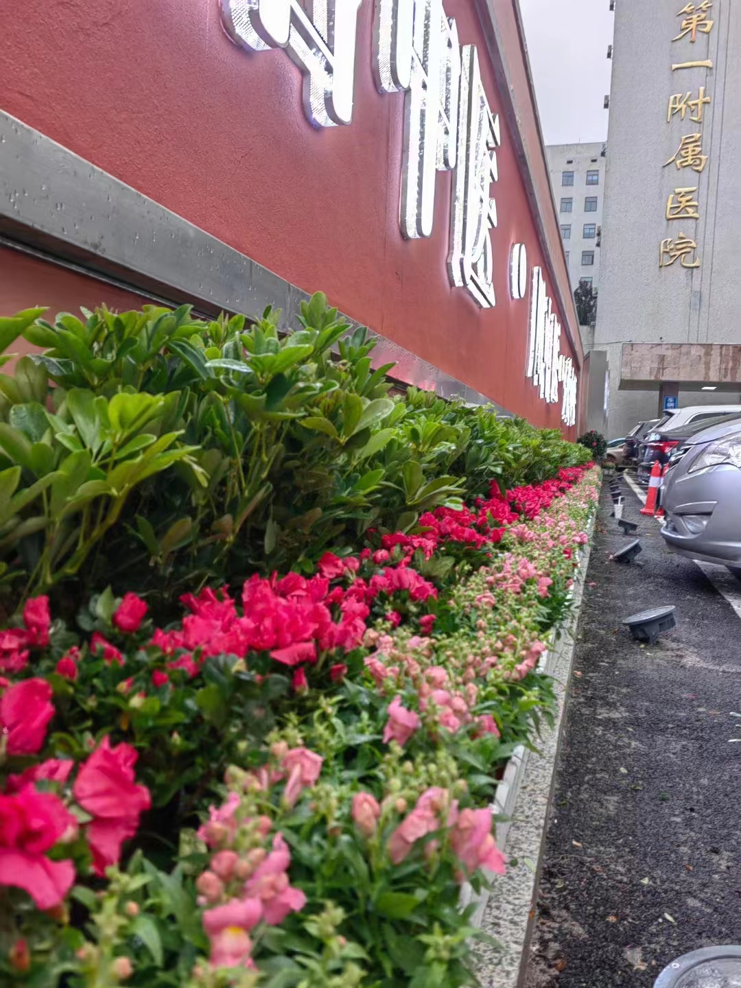 长沙花卉租摆——-绿植租摆-医院花卉摆花-湖南中医药大学附属第一医院花卉租摆 - 长沙花卉租摆-新憧憬园艺