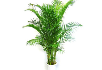 中型花木 夏威夷椰子