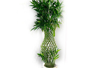 大型（高档）花木   大富贵笼