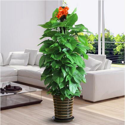 大绿萝盆栽室内客厅办公室净化空气吸甲醛绿植花卉大型植物