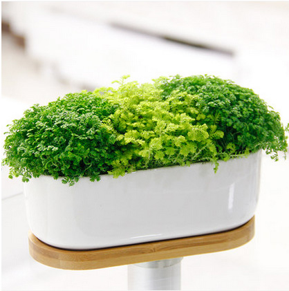 绿植盆栽绿地球办公桌床头卧室阳台小型植物蕨类翠云草