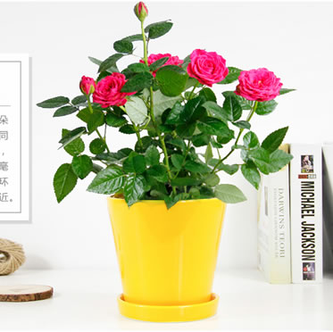 小玫瑰/月季蔷薇盆栽微型桌面 庭院阳台室内花卉植物小花卉