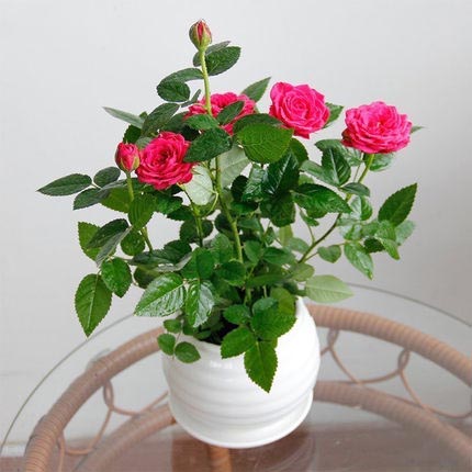 月季盆栽小玫瑰蔷薇带盆植物阳台庭院室内桌面四季循环开花