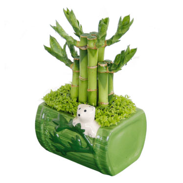 小型可爱植物熊猫开运竹塔办公桌盆栽绿植花卉