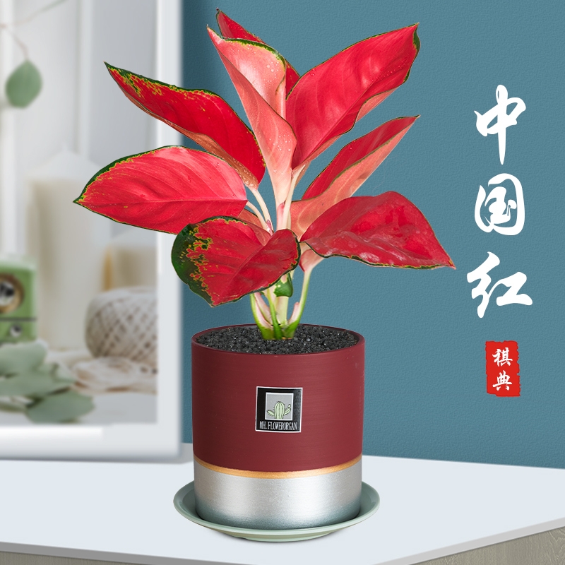 长沙花卉租摆——绿植租摆-办公楼摆花-吉利红花盆栽绿植庭院阳台观花办公室内绣球花仙丹花四季开花