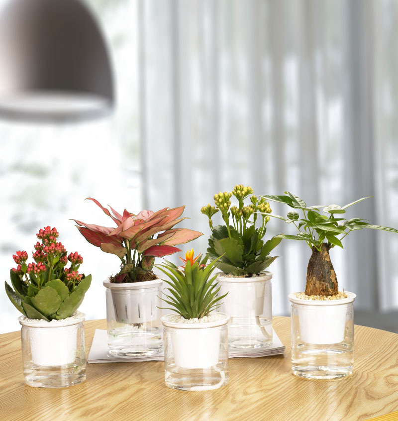 水培植物