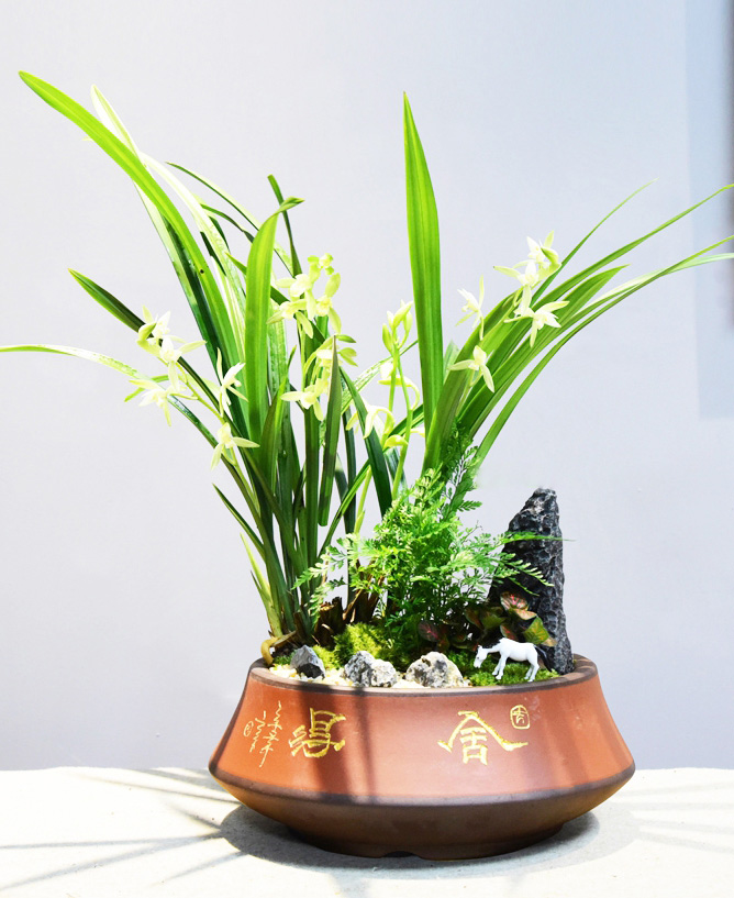 建兰组合