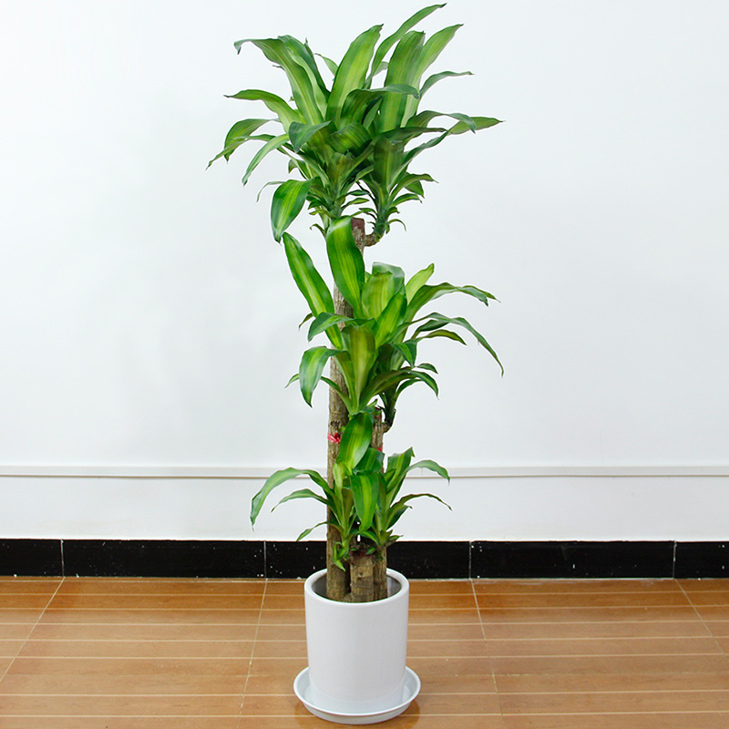 长沙花卉租摆——绿植租摆-办公楼摆花-巴西木大型盆栽花卉室内办公室净化空气植物乔迁开业盆景 - 长沙花卉租摆-新憧憬园艺