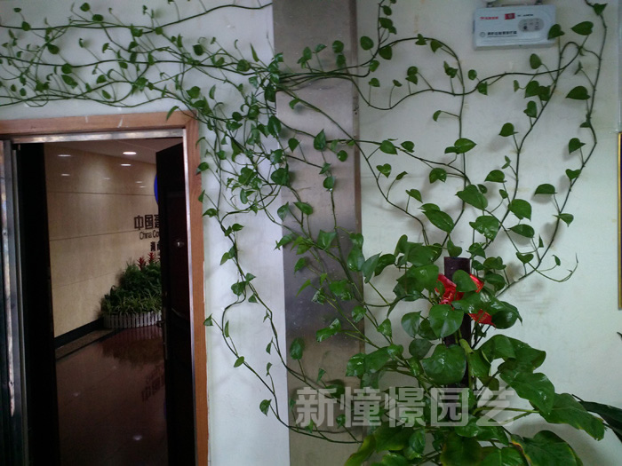 建设银行 - 长沙花卉租摆-新憧憬园艺